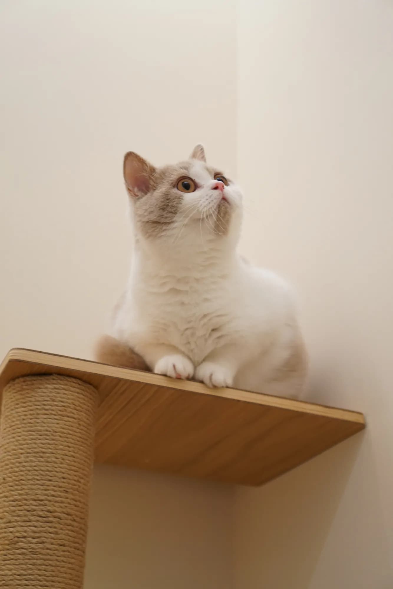 A cat relaxing in a cosy boarding room at The Whisker Hut