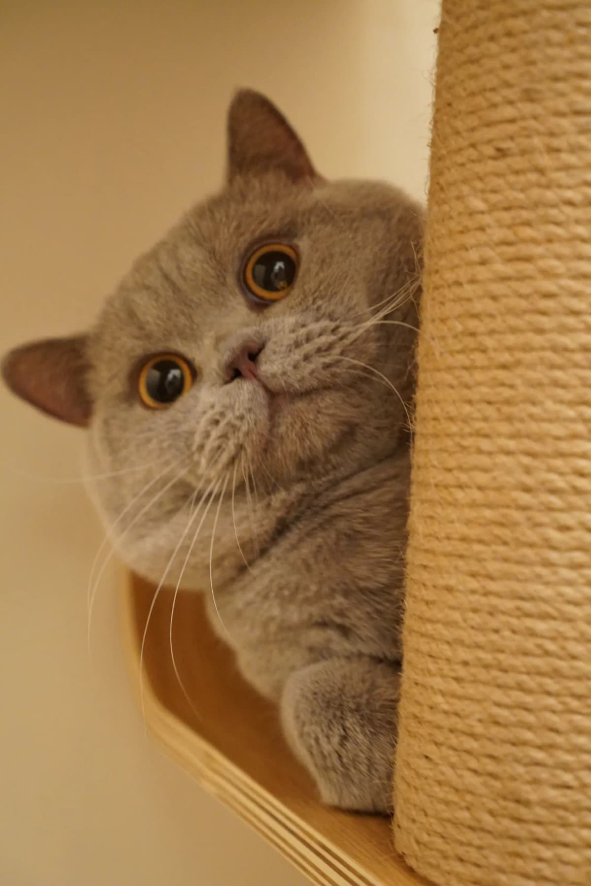 Cat in bespoke boarding room