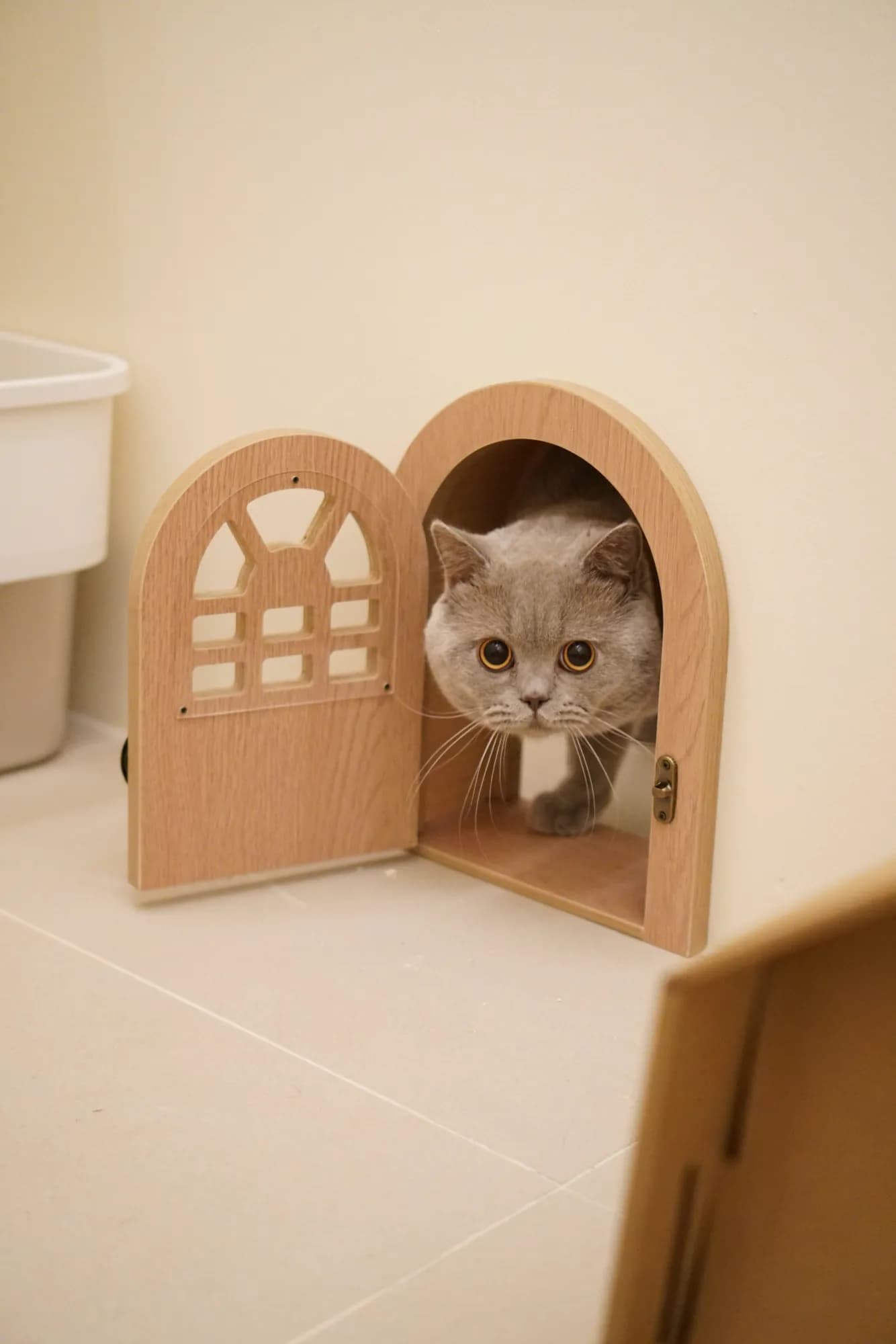 Professional cat grooming at The Whisker Hut
